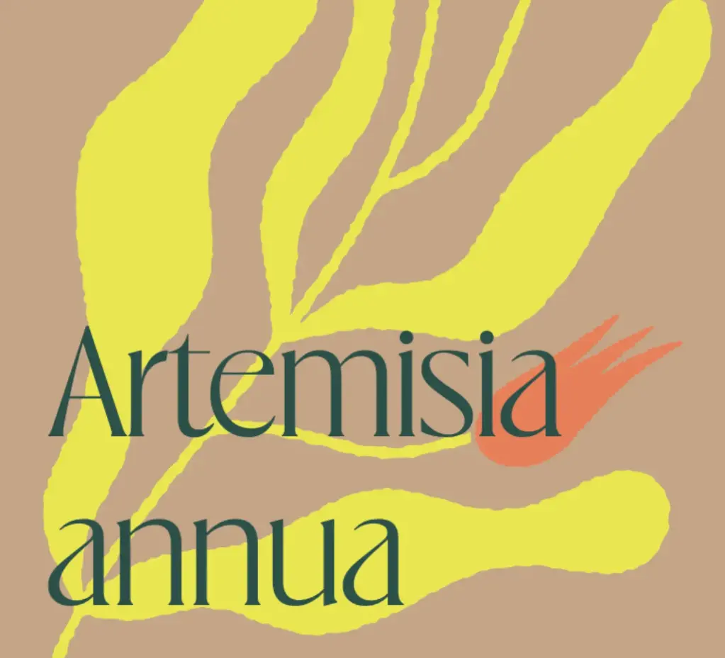 Tisane Armoise Annua