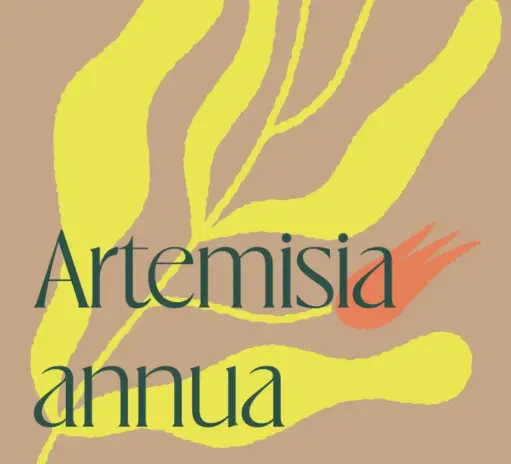 Tisane Armoise Annua